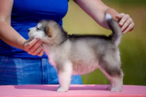 Zdjęcie №3. Alaskan Malamute Girl. Federacja Rosyjska