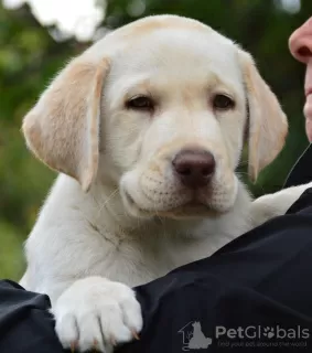 Zdjęcie №4. Sprzedam labrador retriever w Чугуев. prywatne ogłoszenie - cena - negocjowane