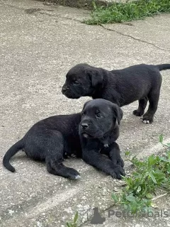 Dodatkowe zdjęcia: Cane Corso szczenięta