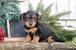 Zdjęcie №3. Niesamowity Golddust Yorkshire Terrier. Niemcy