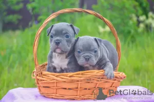 Zdjęcie №1. american bully - na sprzedaż w Woroneż | negocjowane | Zapowiedź №51295