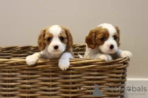 Zdjęcie №1. cavalier king charles spaniel - na sprzedaż w Denver | 1188zł | Zapowiedź №110704