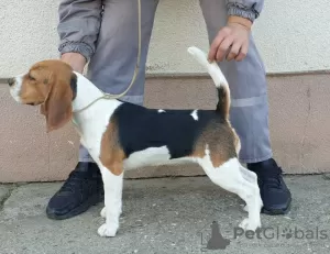 Zdjęcie №4. Sprzedam beagle (rasa psa) w Omoljica. prywatne ogłoszenie - cena - negocjowane