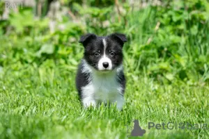 Dodatkowe zdjęcia: Szczeniaki border collie