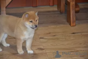 Zdjęcie №3. Beautiful shiba inu. Szwecja