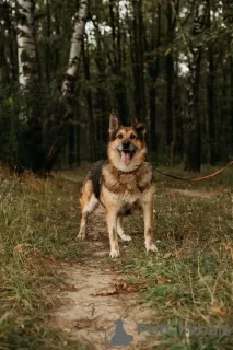 Dodatkowe zdjęcia: Dawniej kochana Alicja szuka domu.