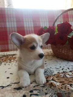 Zdjęcie №1. welsh corgi - na sprzedaż w Mogilow | negocjowane | Zapowiedź №20283