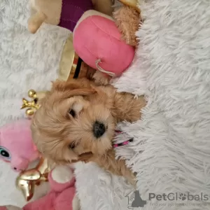 Zdjęcie №3. Maltipoo fb1 BellaQueen. Polska