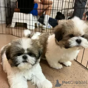 Zdjęcie №1. shih tzu - na sprzedaż w Illinois City | 2773zł | Zapowiedź №93495