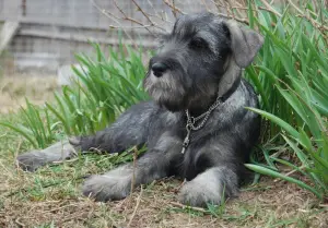 Zdjęcie №3. Hodowla RKF Champion „From Green Grove” oferuje do sprzedaży szczenięta -. Federacja Rosyjska