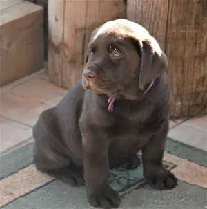 Zdjęcie №4. Sprzedam labrador retriever w Balashikha. hodowca - cena - 1987zł