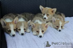 Dodatkowe zdjęcia: Szczenięta Welsh Corgi Pembroke