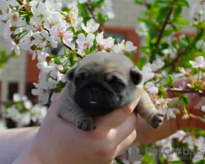 Zdjęcie №3. Mały mops. Federacja Rosyjska