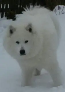 Dodatkowe zdjęcia: Samoyed szczeniaki