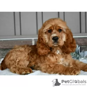 Zdjęcie №2 do zapowiedźy № 45706 na sprzedaż  cocker spaniel angielski - wkupić się Kolumbia prywatne ogłoszenie