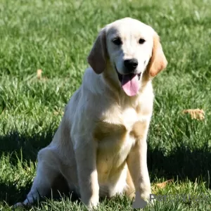 Zdjęcie №4. Sprzedam golden retriever w Даллас. prywatne ogłoszenie - cena - 1981zł