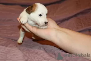 Dodatkowe zdjęcia: Szczenięta Jack Russell Terrier