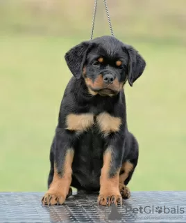 Zdjęcie №3. Szczenięta Rottweilera, najwyższy miot. Serbia