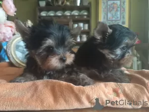 Zdjęcie №1. yorkshire terrier - na sprzedaż w Анталья | negocjowane | Zapowiedź №52319