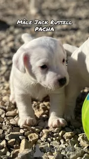 Zdjęcie №2 do zapowiedźy № 128106 na sprzedaż  jack russell terrier - wkupić się Francja hodowca