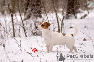 Zdjęcie №2 do zapowiedźy № 17624 na sprzedaż  jack russell terrier - wkupić się Białoruś od żłobka