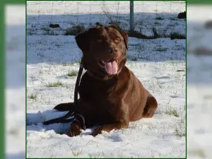 Zdjęcie №2 do zapowiedźy № 850 na sprzedaż  labrador retriever - wkupić się Niemcy prywatne ogłoszenie, od żłobka, hodowca