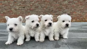 Dodatkowe zdjęcia: Szczenięta West Highland White Terrier