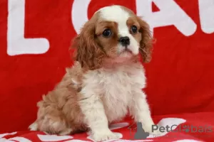 Zdjęcie №1. cavalier king charles spaniel - na sprzedaż w Ixelles | 670zł | Zapowiedź №75584