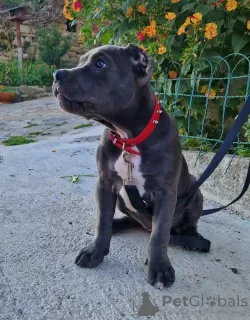 Zdjęcie №4. Sprzedam american bully w Trieste. prywatne ogłoszenie - cena - negocjowane