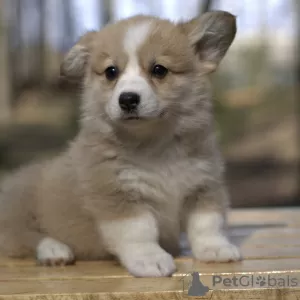 Zdjęcie №1. welsh corgi - na sprzedaż w Grodno | 2911zł | Zapowiedź №9902