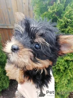 Zdjęcie №2 do zapowiedźy № 105641 na sprzedaż  yorkshire terrier biewer, yorkshire terrier - wkupić się Litwa prywatne ogłoszenie, od żłobka, hodowca