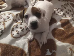 Dodatkowe zdjęcia: Jack Russell