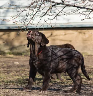 Dodatkowe zdjęcia: Urocze szczenięta labradora