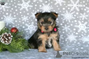 Zdjęcie №1. yorkshire terrier - na sprzedaż w Garmisch-Partenkirchen | 2930zł | Zapowiedź №63828