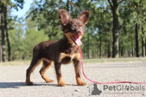 Dodatkowe zdjęcia: Rosyjska zabawka długowłosa z dokumentami KSU, zaszczepiona, chip!