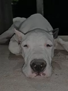 Dodatkowe zdjęcia: Dogo Argentino szczeniaki