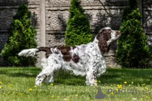 Dodatkowe zdjęcia: Springer spaniel angielski szczenięta