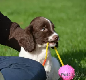 Zdjęcie №2 do zapowiedźy № 129506 na sprzedaż  springer spaniel angielski - wkupić się Holandia prywatne ogłoszenie