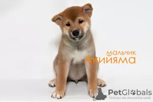 Zdjęcie №3. Szczenięta Shiba Inu. Federacja Rosyjska