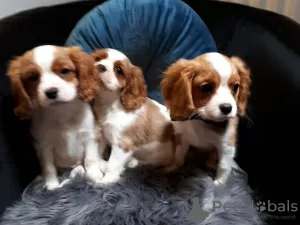 Zdjęcie №1. cavalier king charles spaniel - na sprzedaż w Looe | 1626zł | Zapowiedź №11283