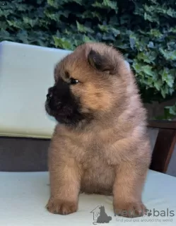 Dodatkowe zdjęcia: Chow Chow szczeniaki na sprzedaż