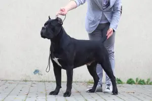 Dodatkowe zdjęcia: Dog Cane Corso do dziania