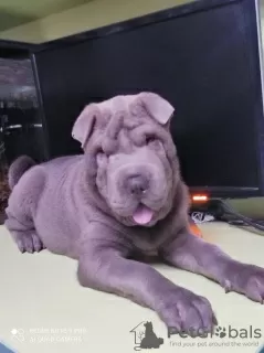 Zdjęcie №3. Shar Pei niebieski kolor. Ukraina