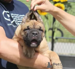 Dodatkowe zdjęcia: Szczenięta Cane Corso