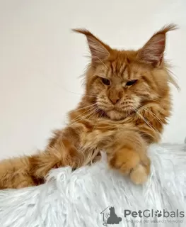 Zdjęcie №2 do zapowiedźy № 103702 na sprzedaż  maine coon - wkupić się Niemcy hodowca