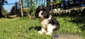 Dodatkowe zdjęcia: CAVAPOO tricolor szczeniak