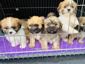 Dodatkowe zdjęcia: Szczenię Lhasa Apso