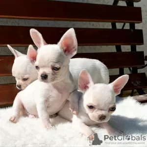 Zdjęcie №3. Piękne szczenięta Chihuahua do ponownego zamieszkania. Wielka Brytania