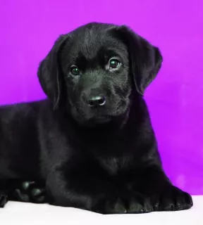 Zdjęcie №2 do zapowiedźy № 5123 na sprzedaż  labrador retriever - wkupić się Białoruś od żłobka