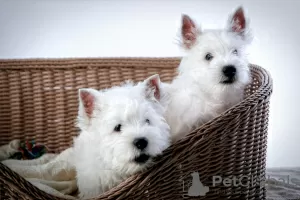 Zdjęcie №2 do zapowiedźy № 41876 na sprzedaż  west highland white terrier - wkupić się Federacja Rosyjska hodowca